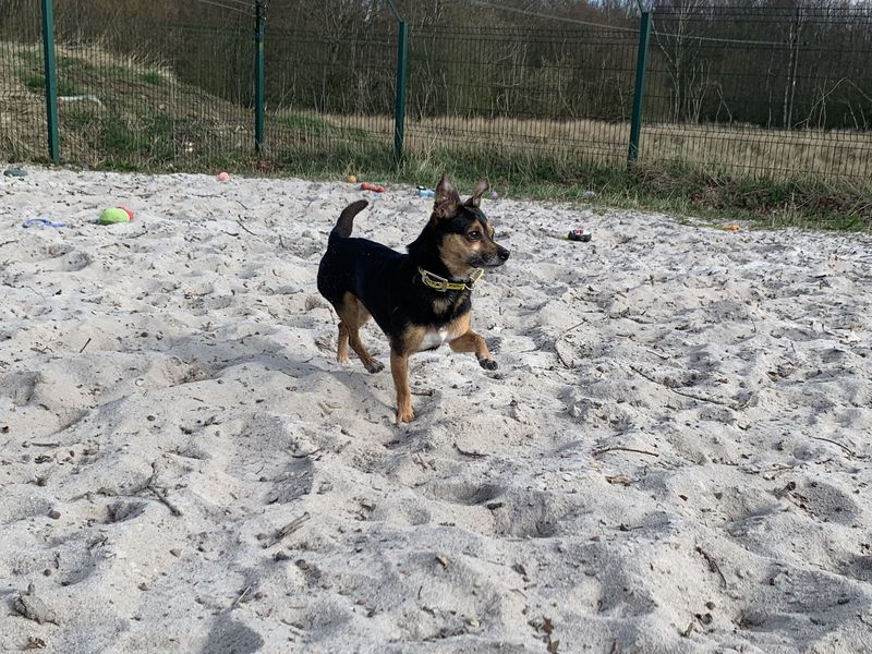 Luna for sale in West Calder, West Lothian | Image 2