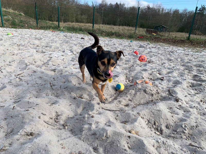 Luna for sale in West Calder, West Lothian