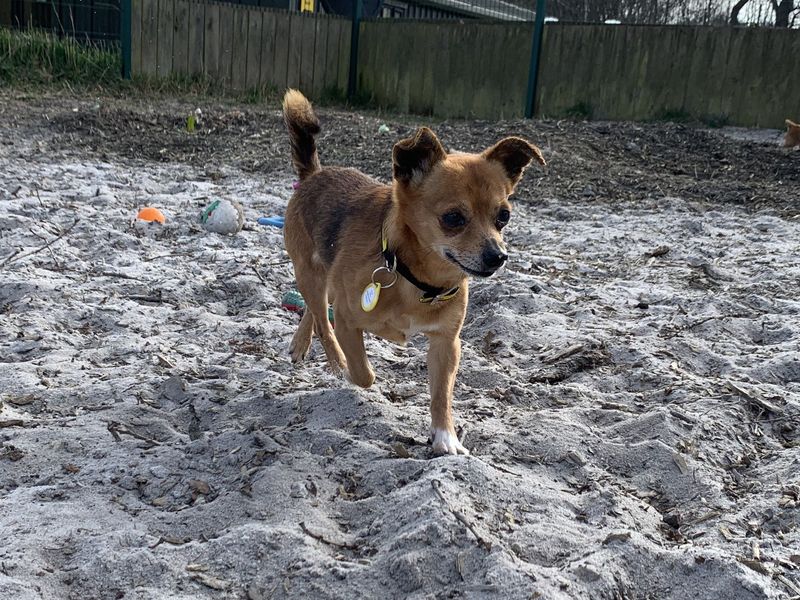 Sally for sale in West Calder, West Lothian