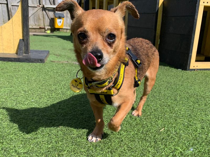 Chihuahua for adoption in West Calder, West Lothian – 8 years old - Image 2 of 3