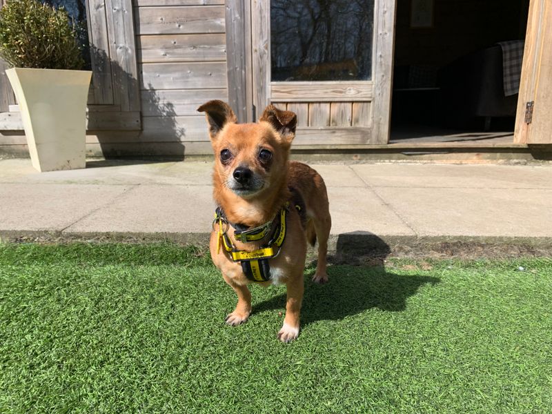 Chihuahua for adoption in West Calder, West Lothian – 8 years old - Image 3 of 3