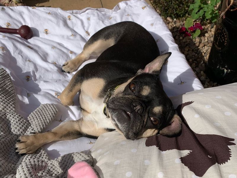 French Bulldog for adoption in Telford, Shropshire – 4 years old - Image 2 of 2