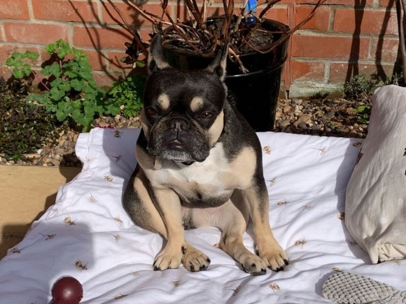 Lola for sale in Telford, Shropshire