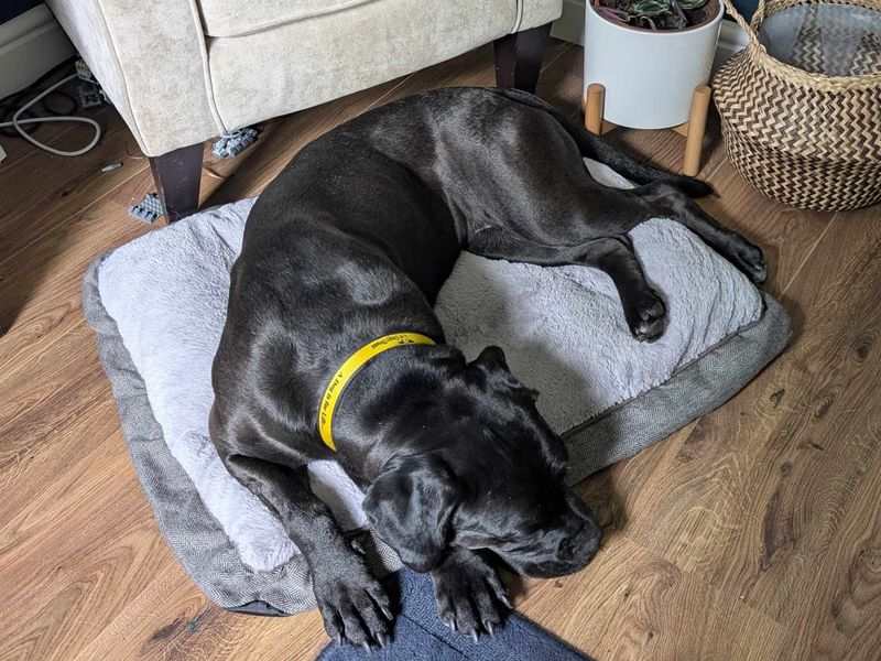 Pink | Retriever (Labrador) Cross | Glasgow - 1