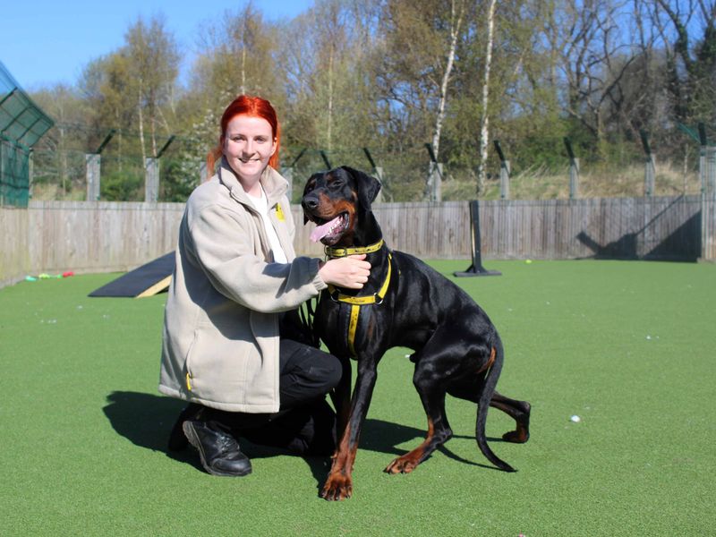Tony | Dobermann | Glasgow - 1