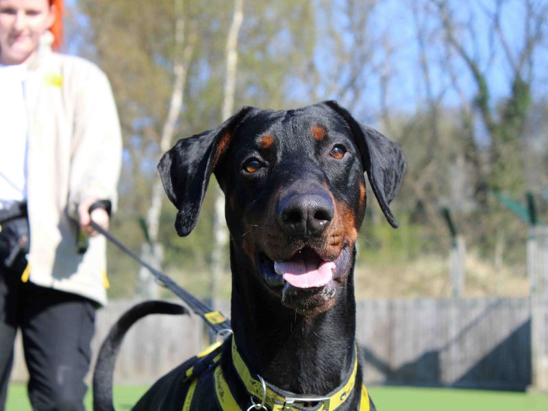 Doberman for adoption in Glasgow – 4 years old - Image 2 of 2