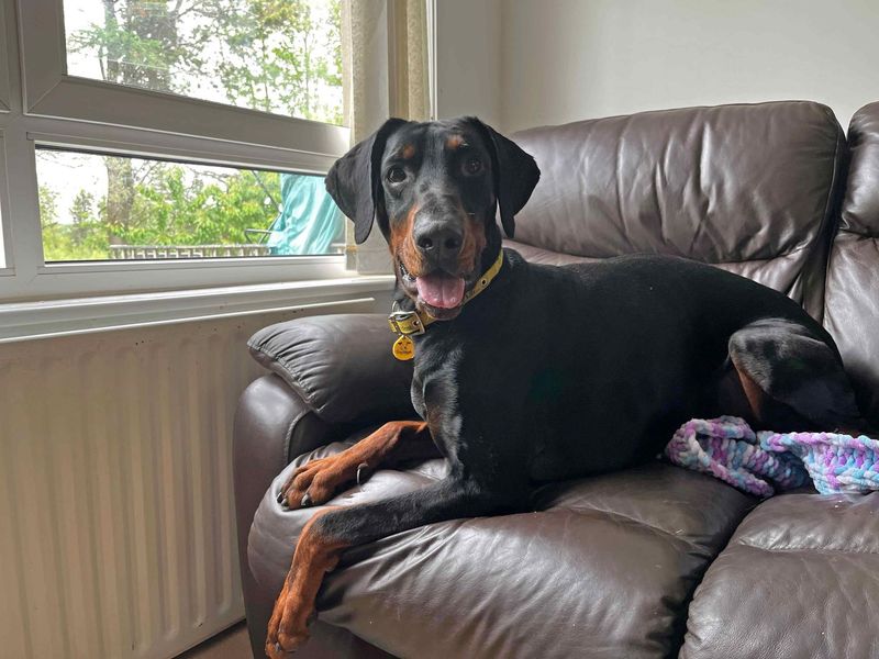 Moose, a 4 years old male Dobermann available for adoption from Dogs Trust in Glasgow, Scotland