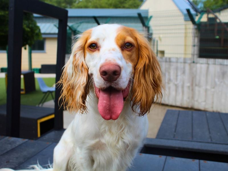 undefined | Spaniel (Cocker) Cross | undefined - 2