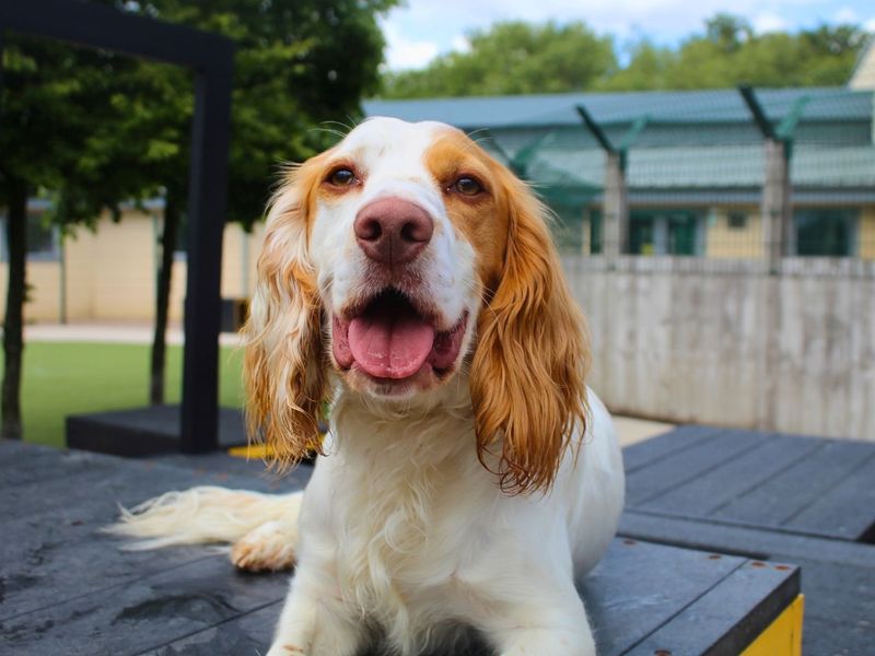 undefined | Spaniel (Cocker) Cross | undefined - 4