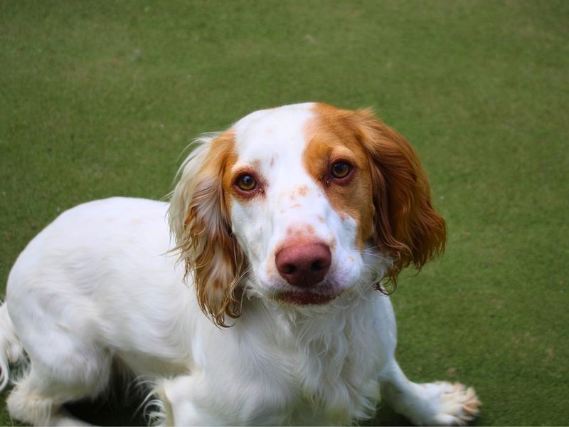 undefined | Spaniel (Cocker) Cross | undefined - 5