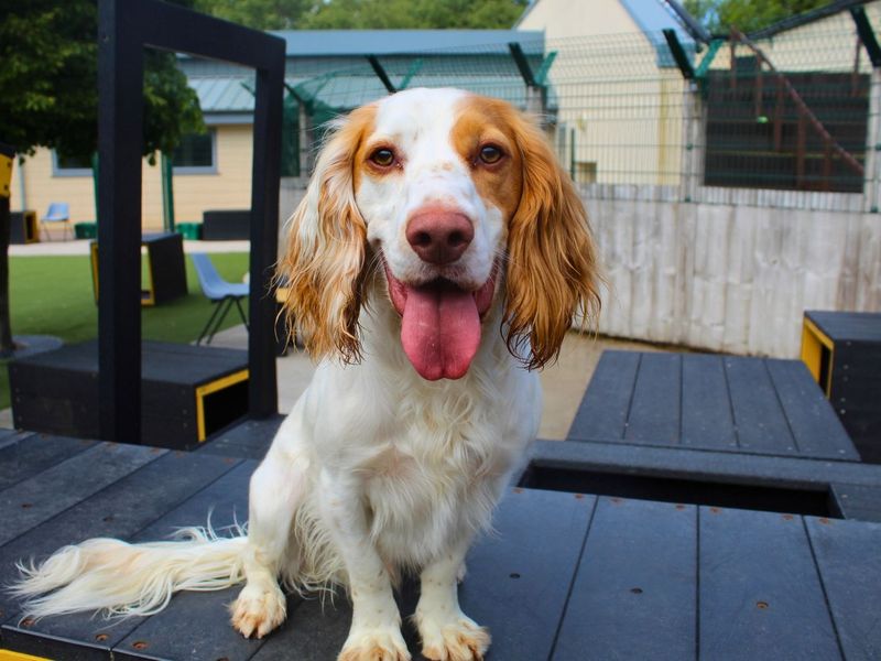 undefined | Spaniel (Cocker) Cross | undefined - 3