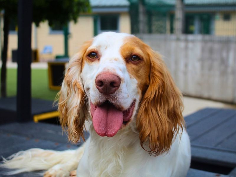 undefined | Spaniel (Cocker) Cross | undefined - 1