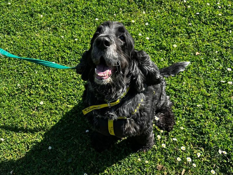undefined | Spaniel (Cocker) | undefined - 2