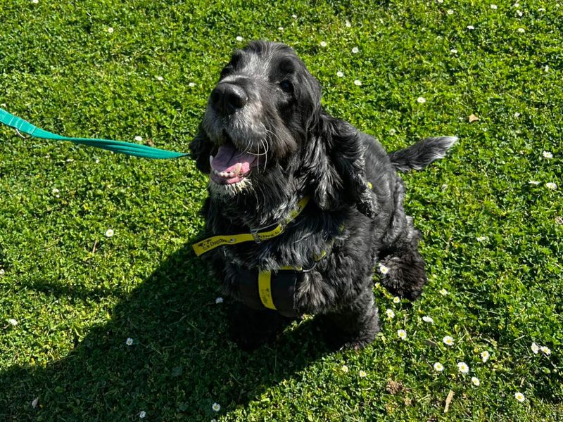 Cocker Spaniel Dogs And Puppies For Adoption
