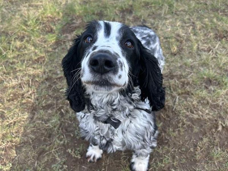Rocco for sale in Ballymena, Co Antrim