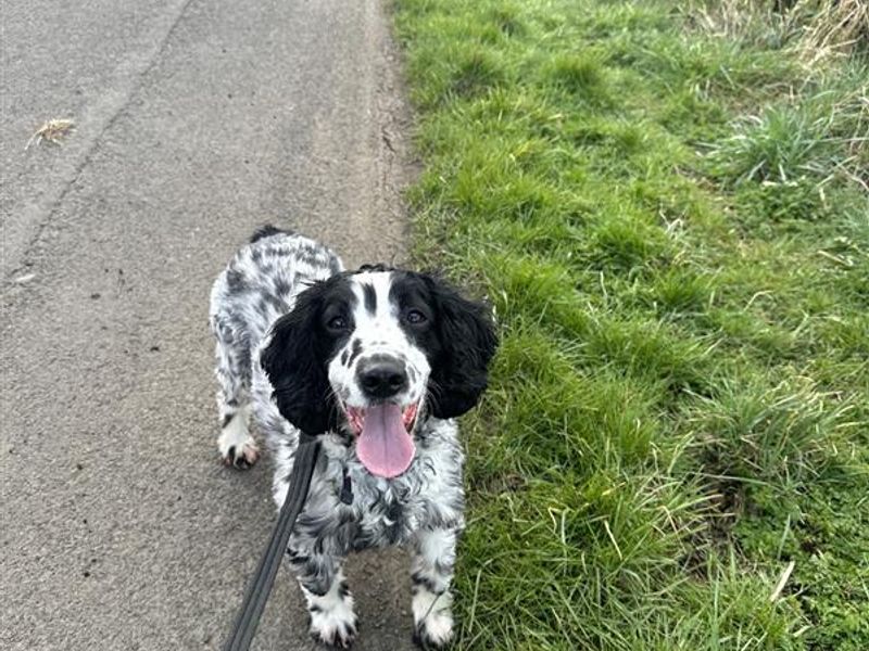 Rocco for sale in Ballymena, Co Antrim | Image 2