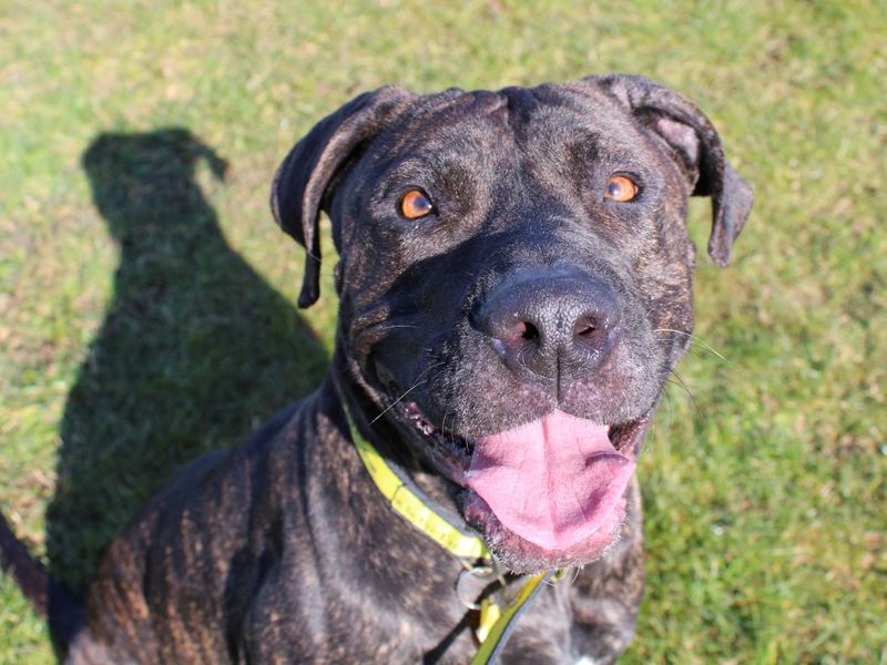Flora | Crossbreed | Evesham (Worcestershire) - 1