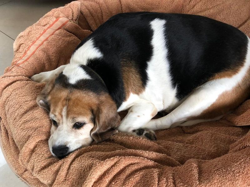 Beagle for adoption in Ilfracombe, North Devon – 8 years old - Image 4 of 4