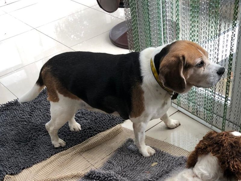 Beagle for adoption in Ilfracombe, North Devon – 8 years old