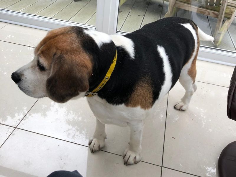 Beagle for adoption in Ilfracombe, North Devon – 8 years old - Image 3 of 4