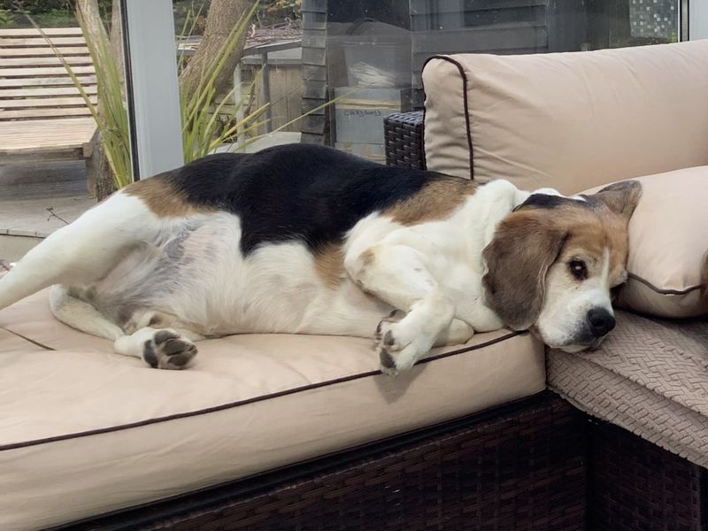 Beagle for adoption in Ilfracombe, North Devon – 8 years old - Image 2 of 4