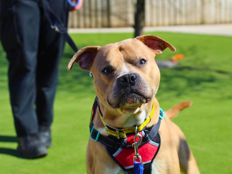 Staffordshire Bull Terrier for adoption in Manchester, Greater Manchester – 3 years old - Image 3 of 5