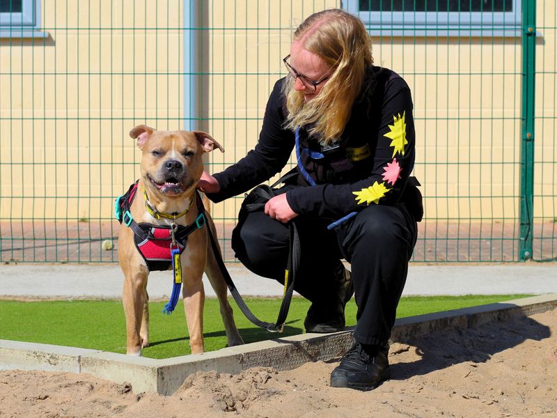 Staffordshire Bull Terrier for adoption in Manchester, Greater Manchester – 3 years old - Image 5 of 5