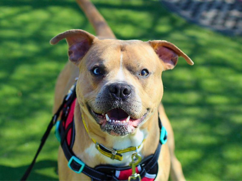 Staffordshire Bull Terrier for adoption in Manchester, Greater Manchester – 3 years old - Image 2 of 5