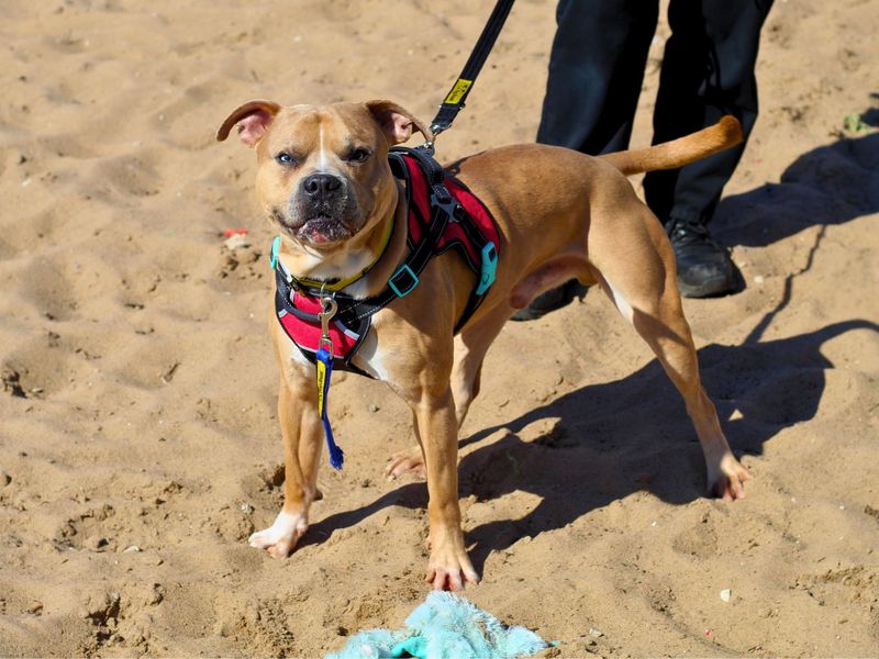 Staffordshire Bull Terrier for adoption in Manchester, Greater Manchester – 3 years old - Image 4 of 5