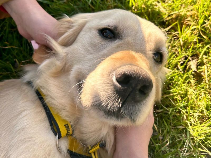 Golden Retriever for adoption in Kenilworth, Warwickshire – 5 years old - Image 2 of 5