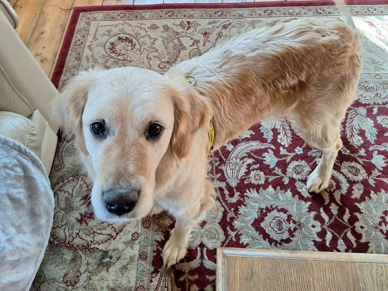 Golden Retriever for adoption in Kenilworth, Warwickshire – 5 years old - Image 5 of 5