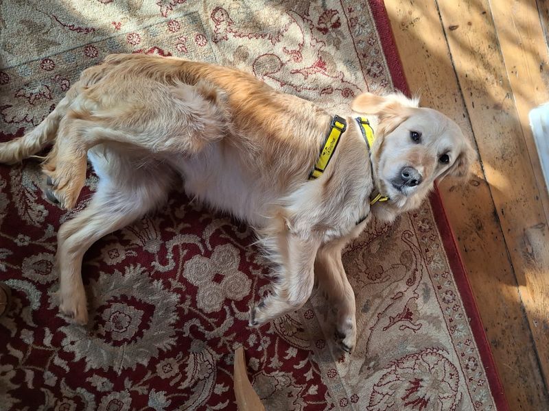 Golden Retriever for adoption in Kenilworth, Warwickshire – 5 years old - Image 3 of 5