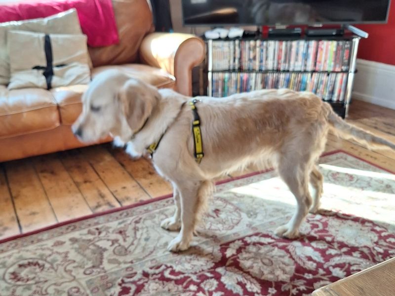 Golden Retriever for adoption in Kenilworth, Warwickshire – 5 years old - Image 4 of 5