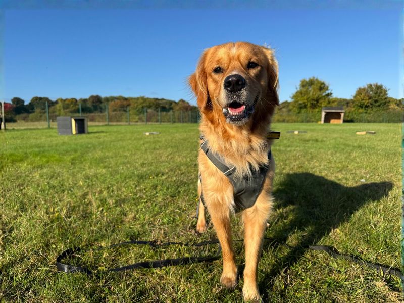 Golden Retriever for adoption in Newton Tony, Wiltshire – 2 years old - Image 2 of 5