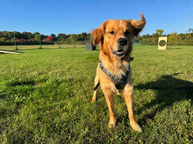 Golden Retriever for adoption in Newton Tony, Wiltshire – 2 years old - Image 5 of 5