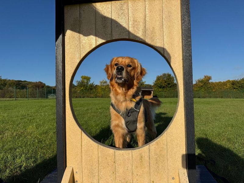 Golden Retriever for adoption in Newton Tony, Wiltshire – 2 years old - Image 4 of 5