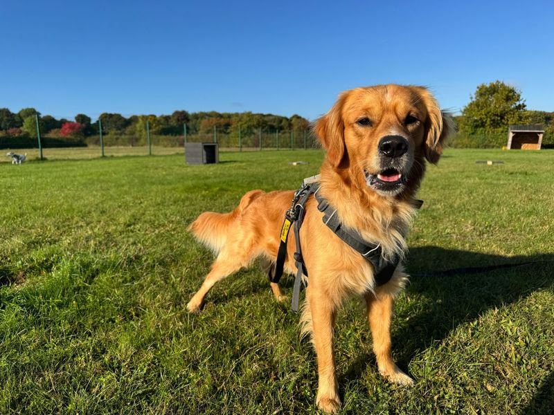 Golden Retriever for adoption in Newton Tony, Wiltshire – 2 years old - Image 3 of 5