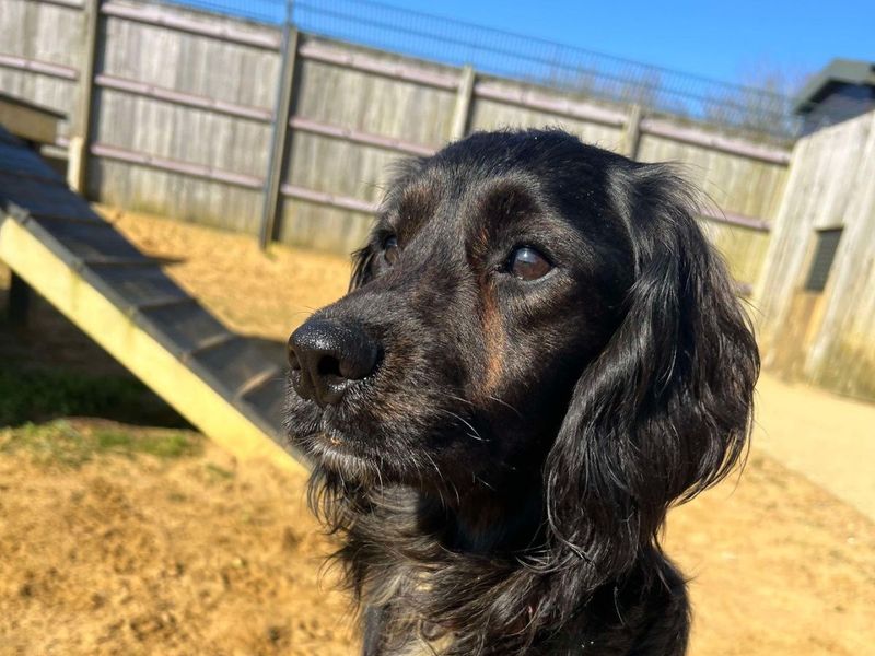 Cocker Spaniel for adoption in Newton Tony, Wiltshire – 1 year old - Image 3 of 3