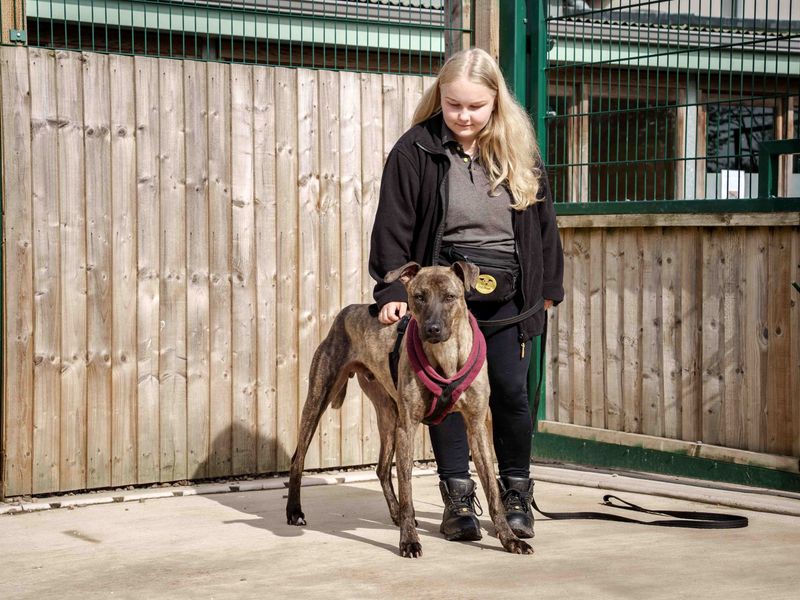 Cedric. | Lurcher | Loughborough - 1