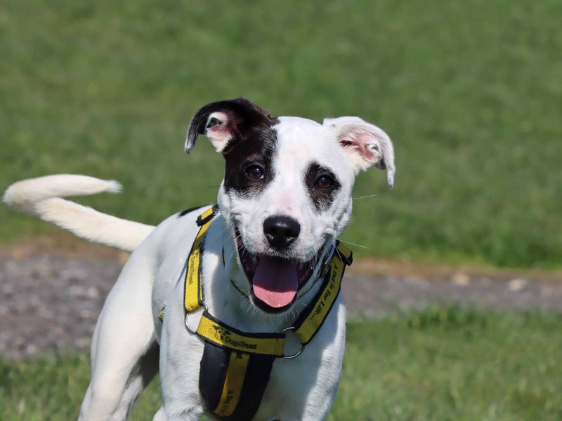 Patch - Image 2 of 4