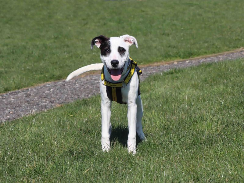 Patch - Image 3 of 4