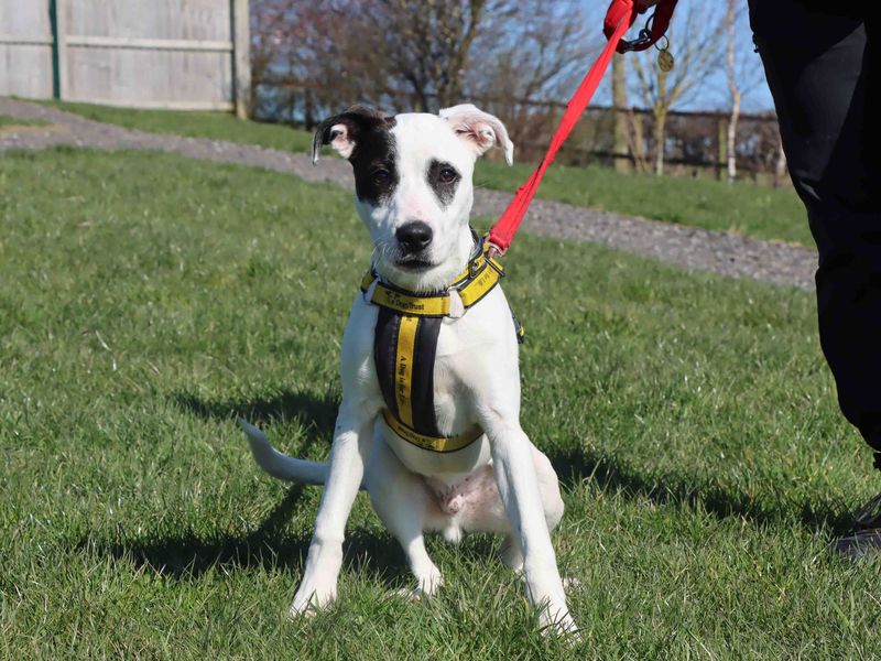 Patch - Image 4 of 4