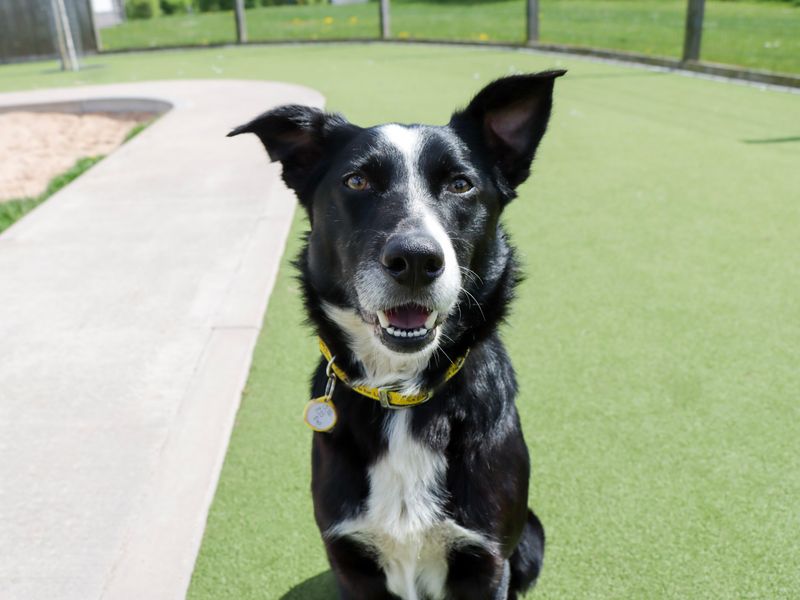 Blue | Collie (Welsh) | Evesham (Worcestershire) - 1