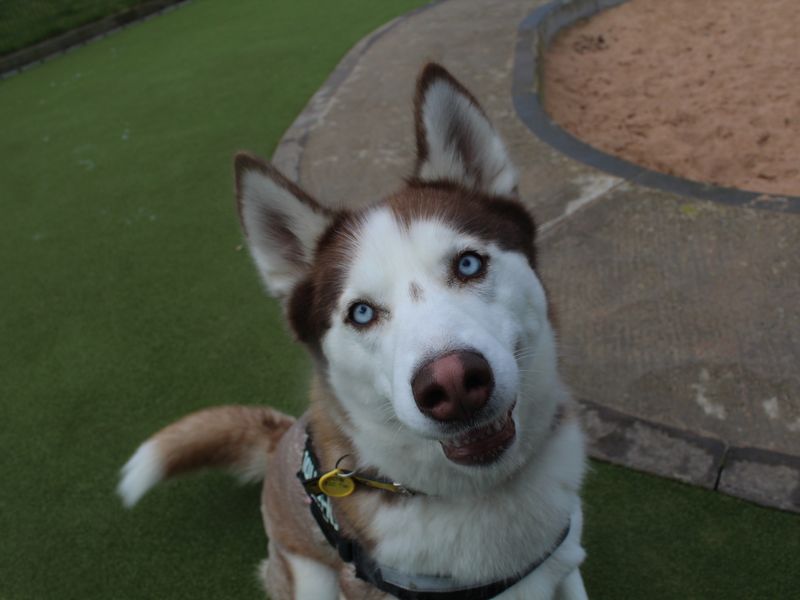 Sasha for sale in Evesham, Worcestershire