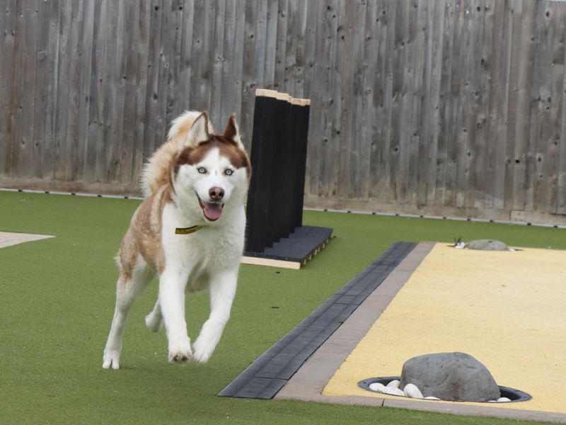 Sasha | Siberian Husky | Evesham (Worcestershire) - 1