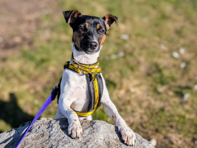 Alfie for sale in Cardiff, Glamorgan