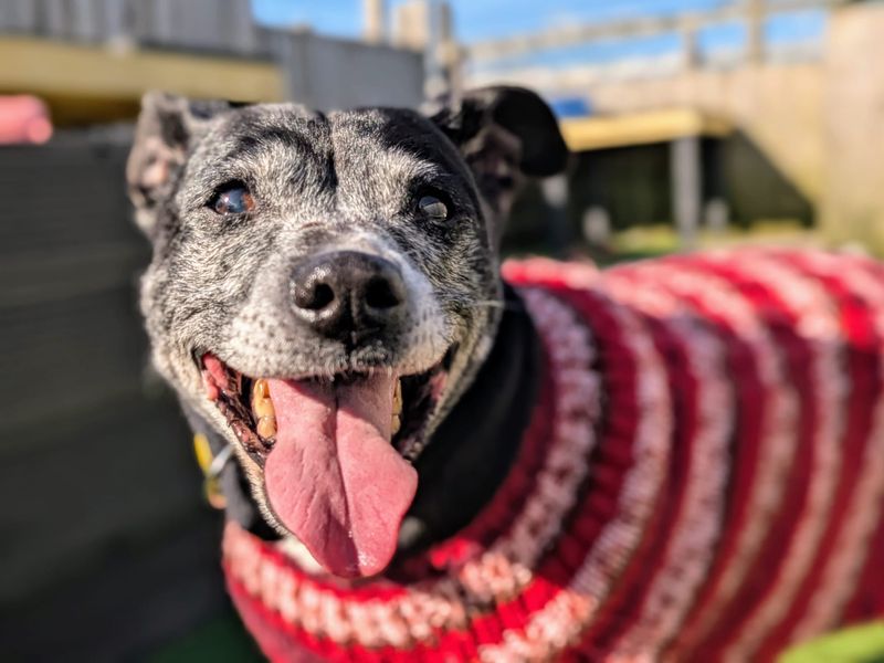 Daisy for sale in Cardiff, Glamorgan