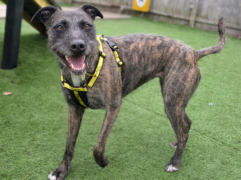 Lara Longlegs | Lurcher | West Calder (Edinburgh) - 6