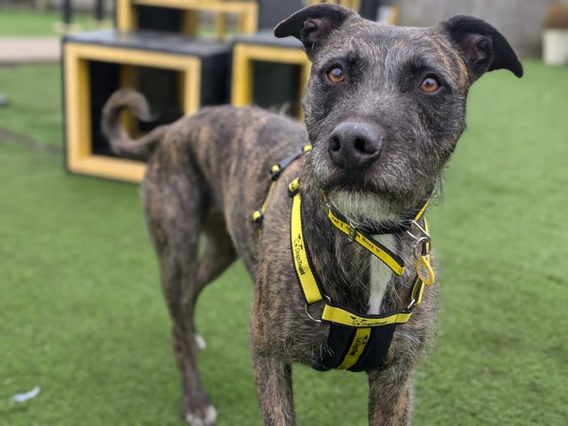 Lara Longlegs | Lurcher | West Calder (Edinburgh) - 1