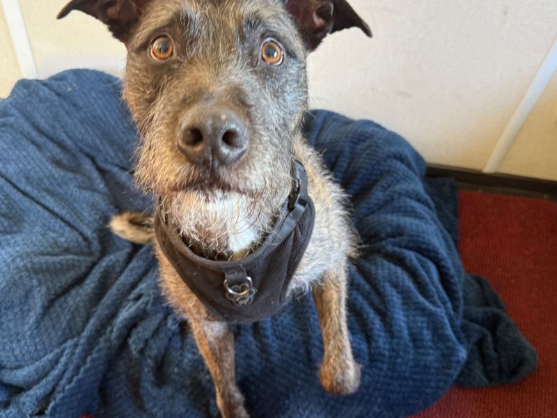 Lara Longlegs | Lurcher | West Calder (Edinburgh) - 7